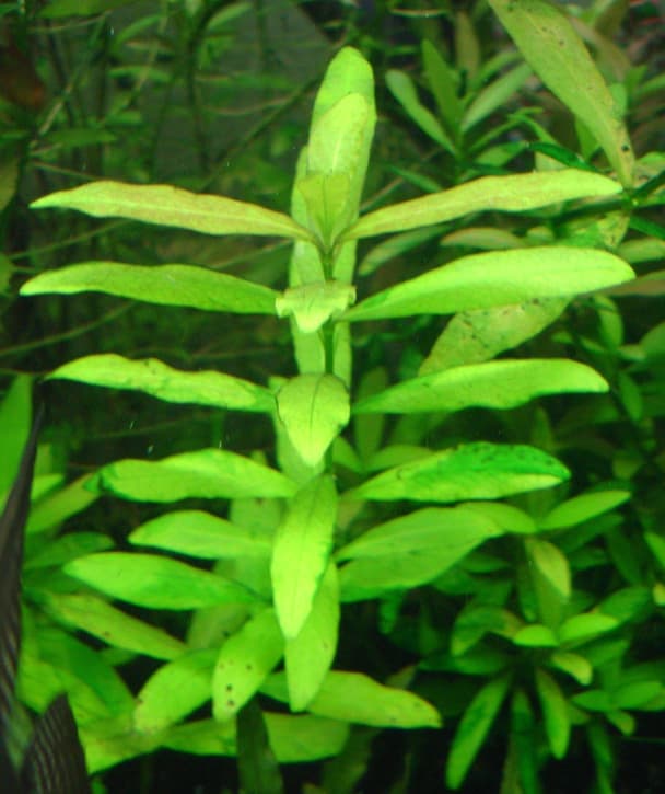 Indian swampweed