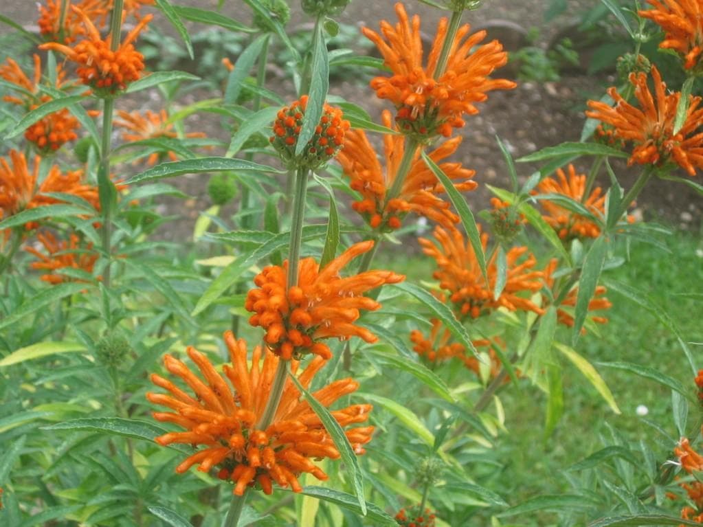 Lion's Tail