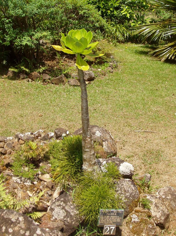 Hawaiian palm