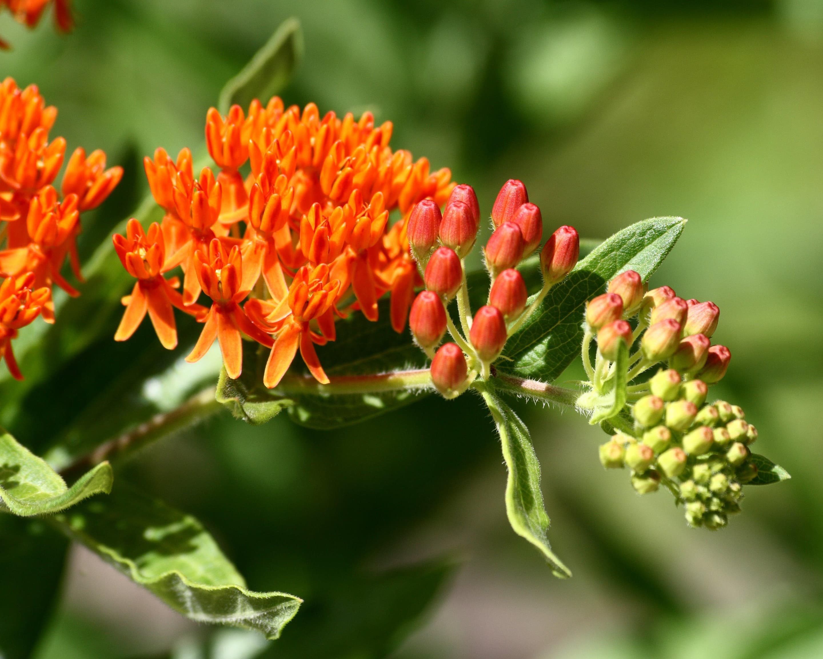 Butterfly weed