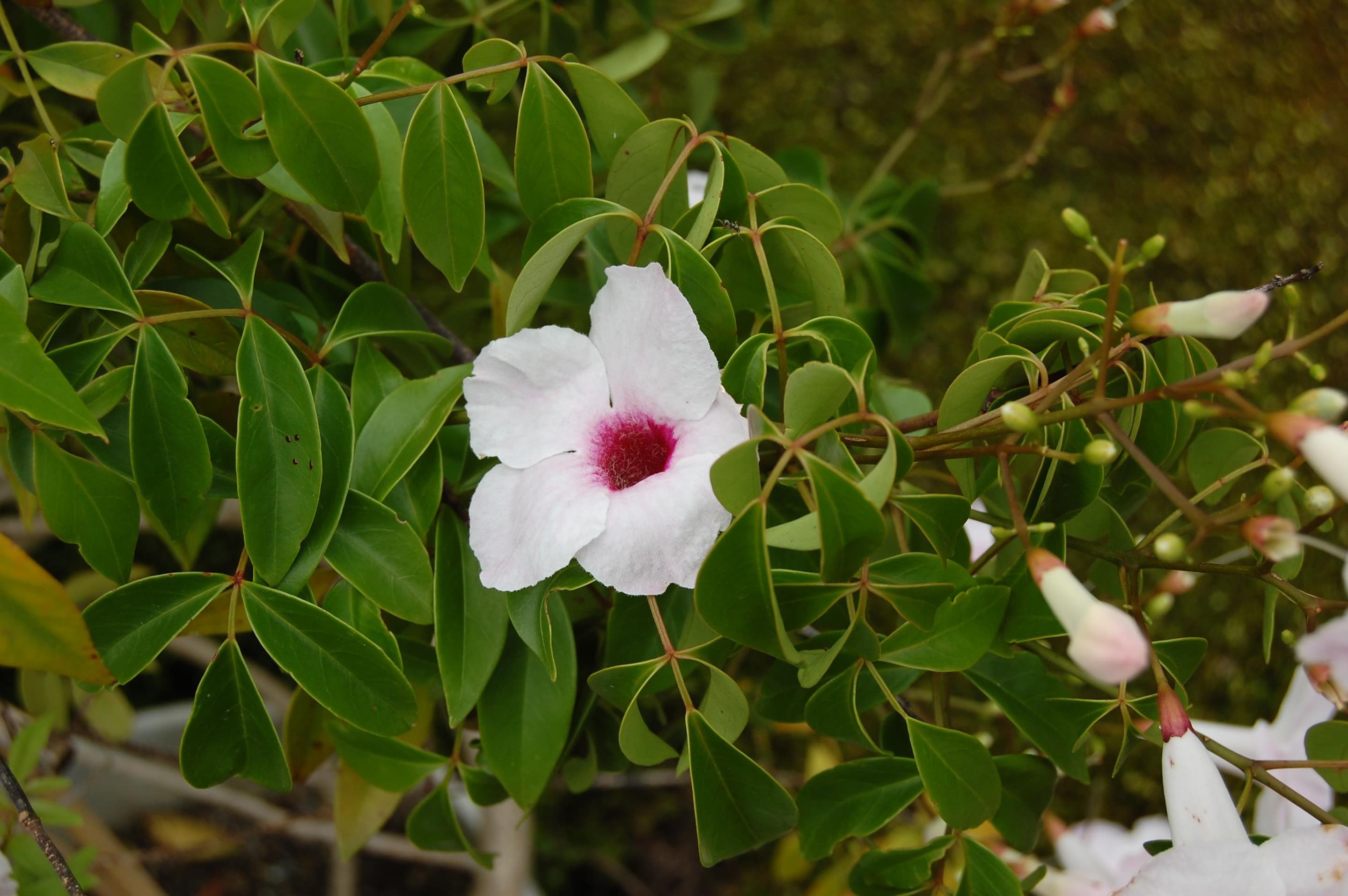 Bower vine