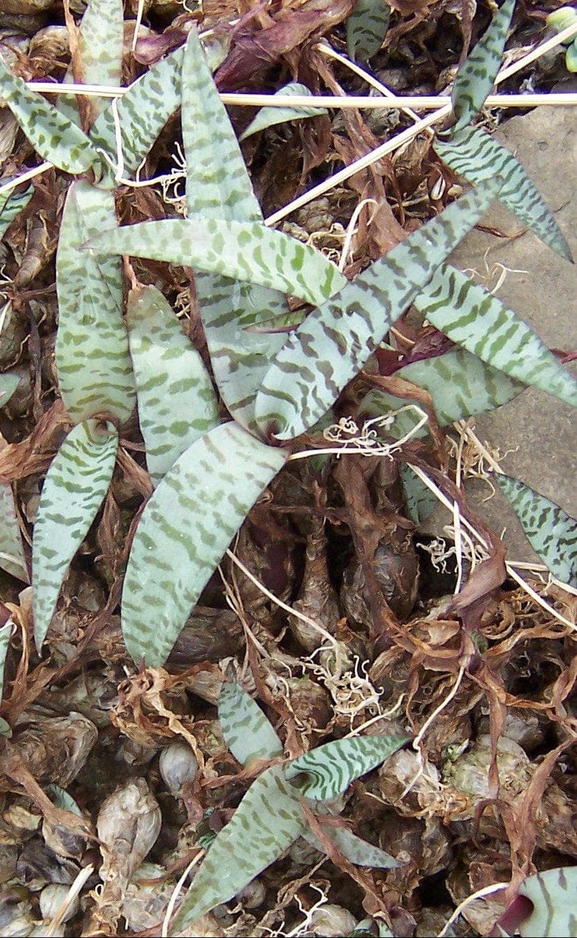 Silver squill