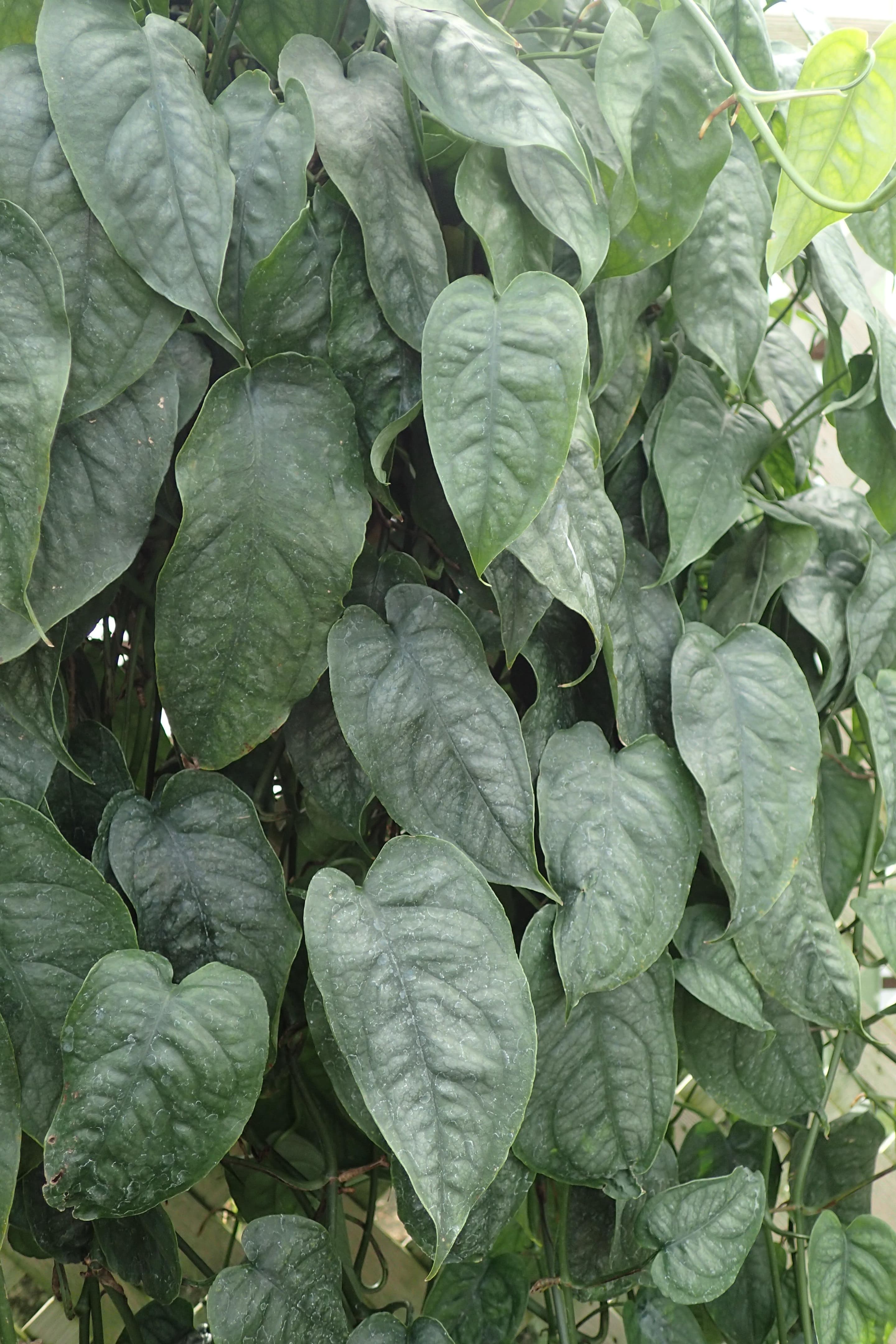 Silver Monstera