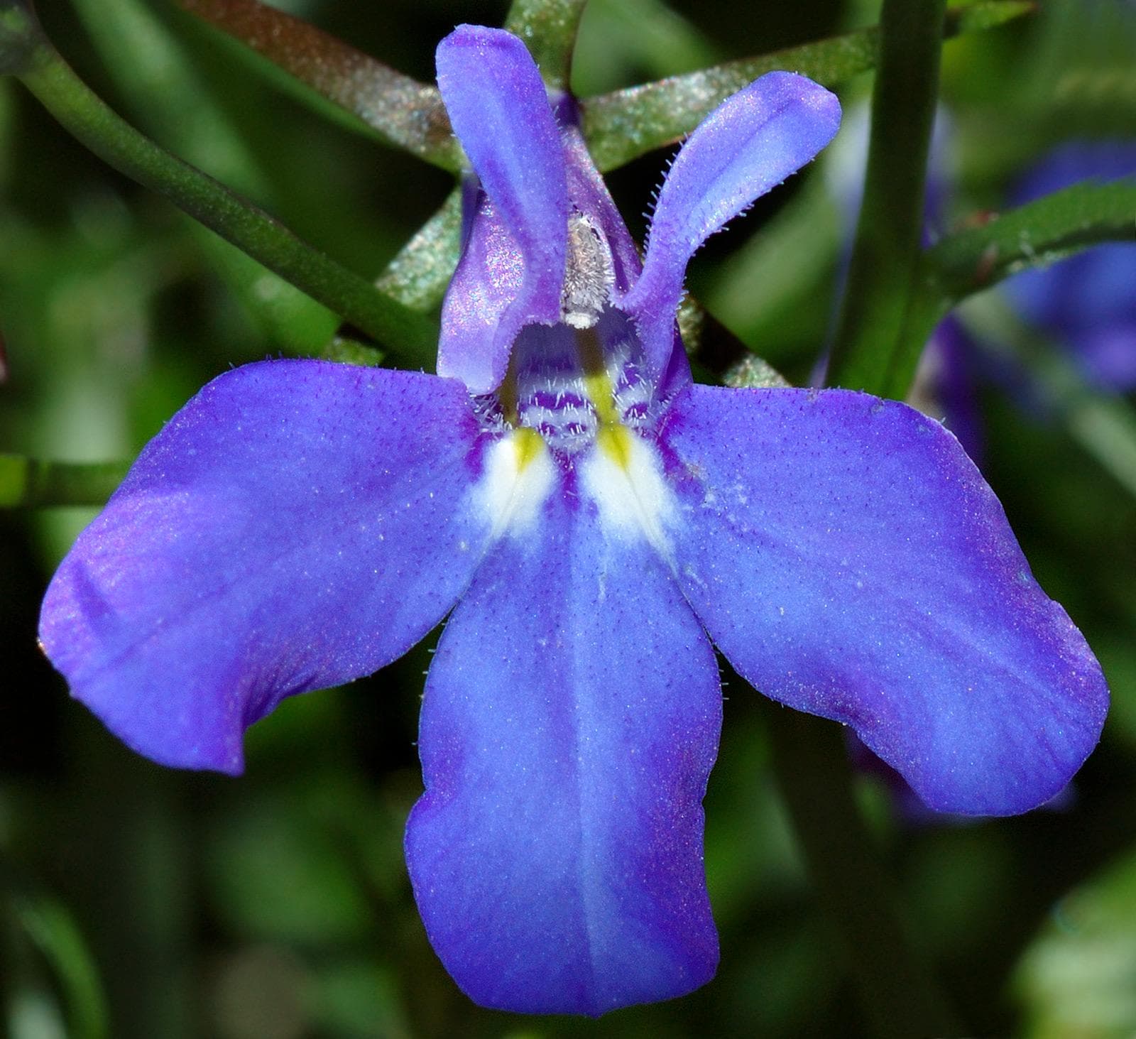 Trailing Lobelia