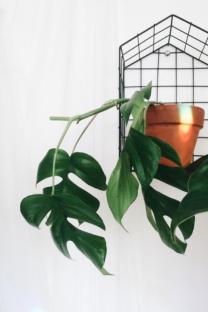 Mini Monstera