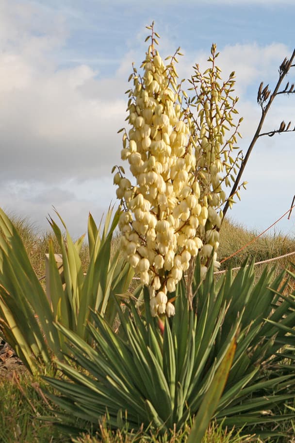 Spanish dagger