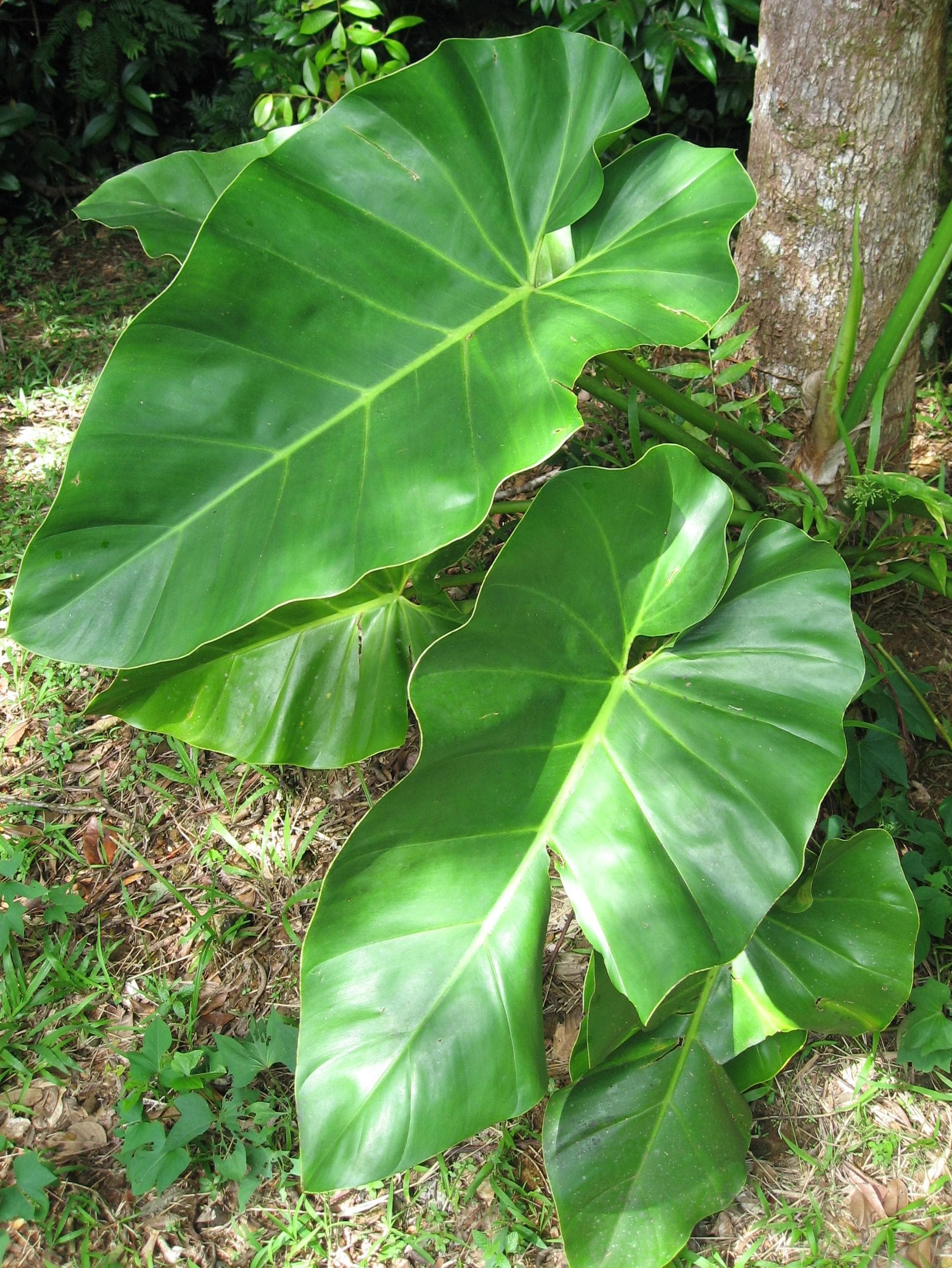 Giant Philodendron