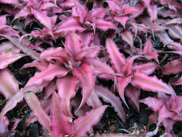 Earth star