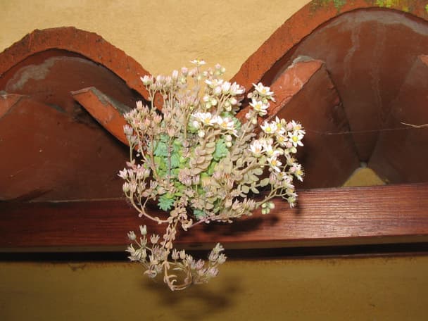Corsican Stonecrop