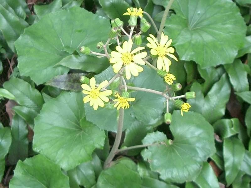 Leopard plant