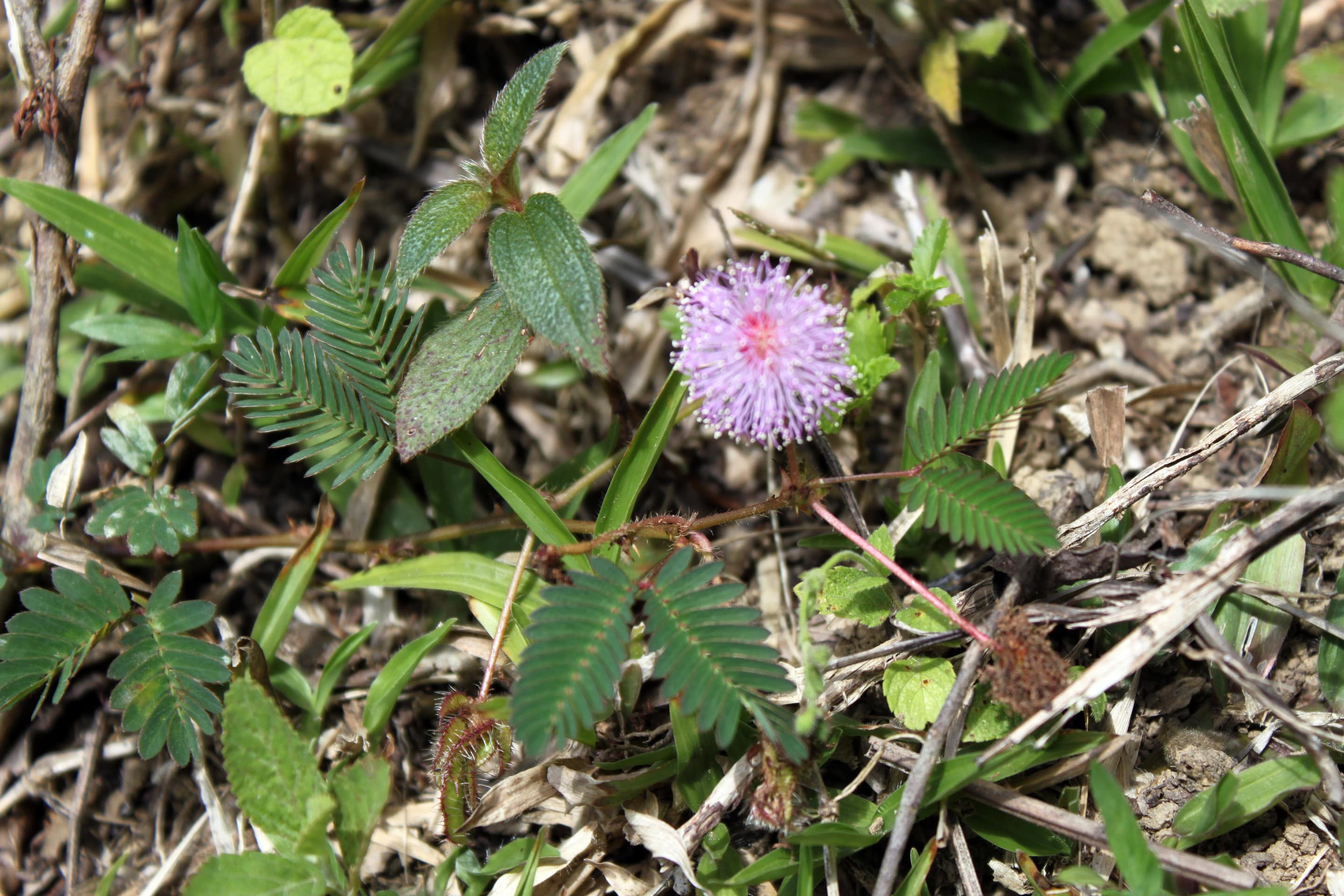 Sensitive Plant