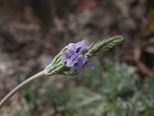 Fernleaf Lavender