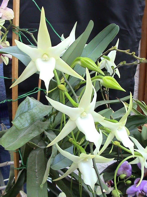 Darwin’s orchid