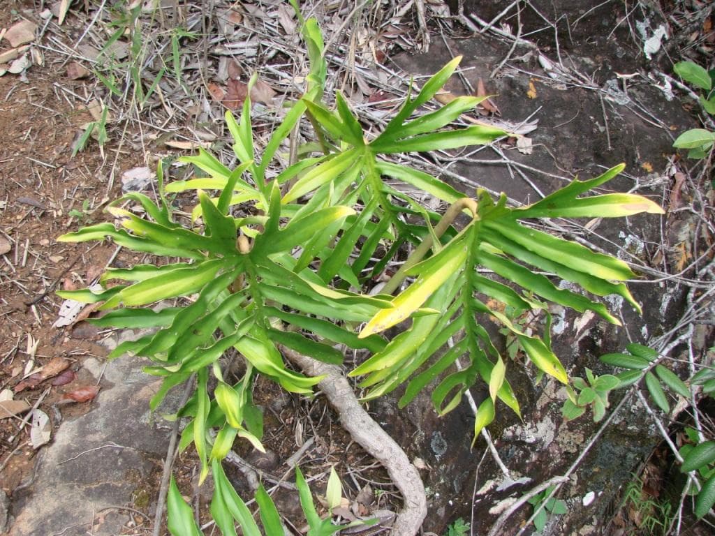 Philodendron mayoi