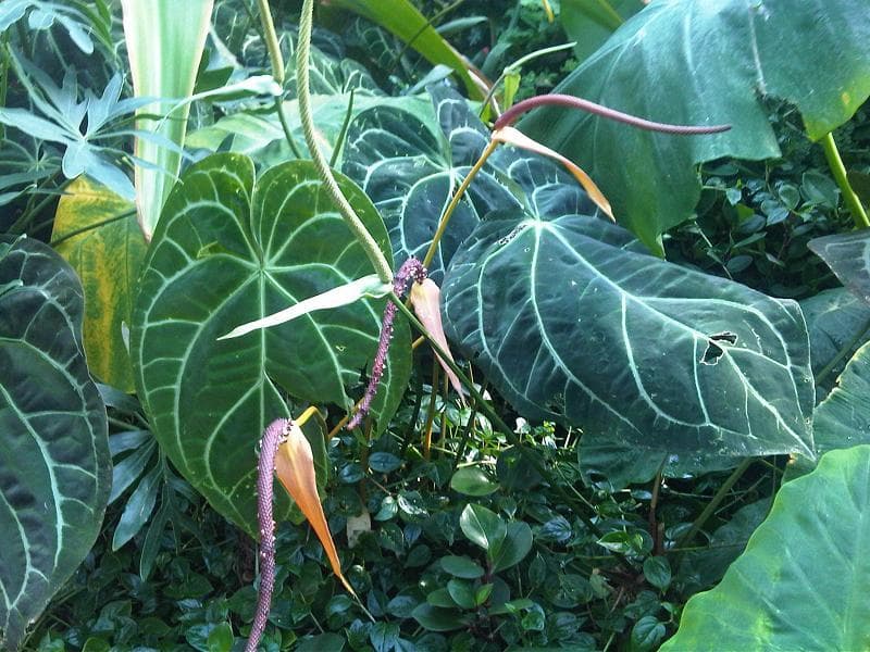 Crystal Anthurium