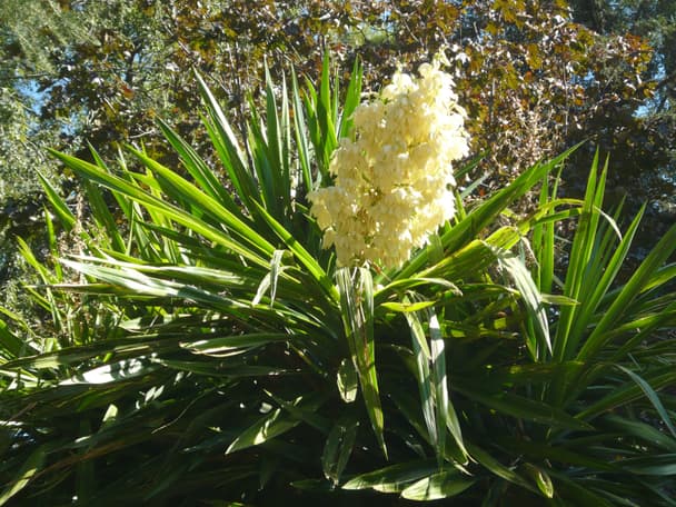 Spineless yucca