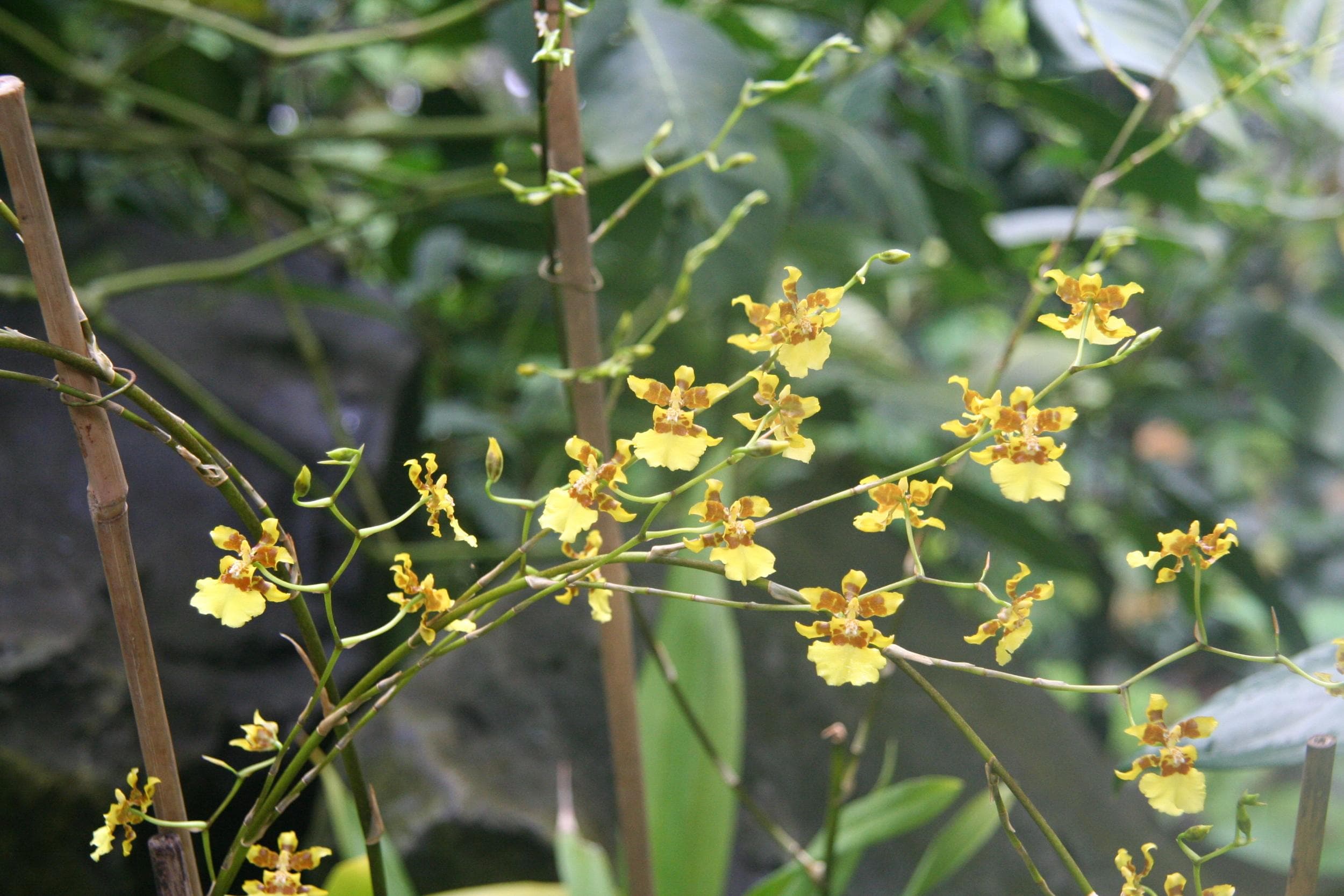 Kandyan Dancer Orchid