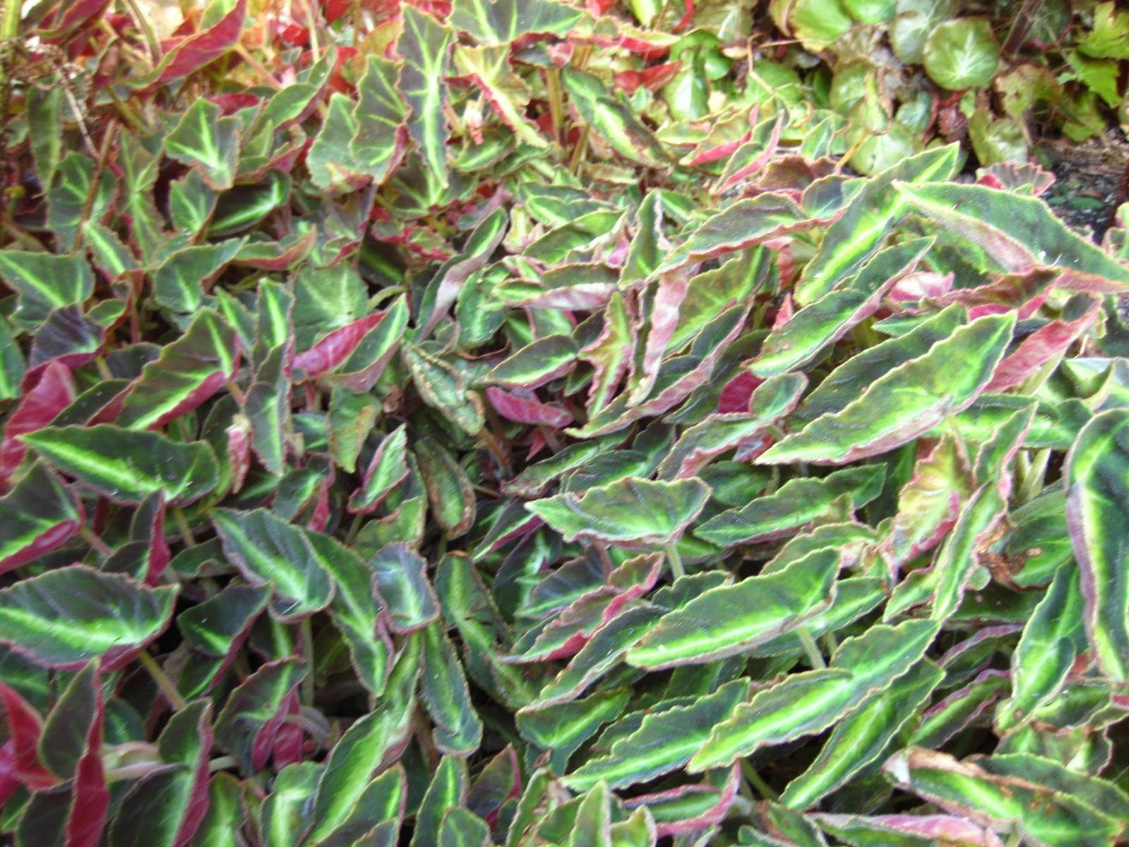 SІtriped begonia