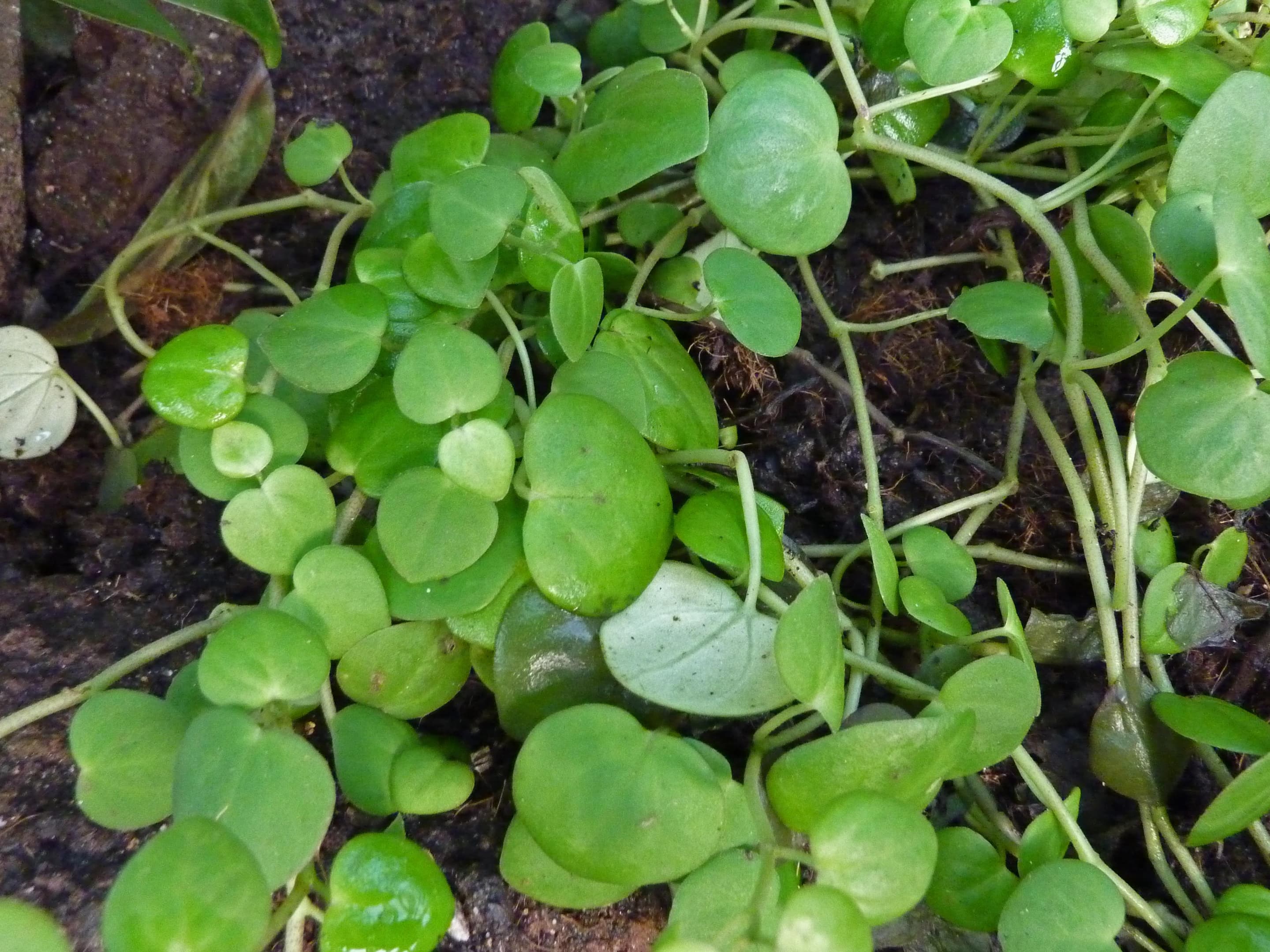 Vining Peperomia