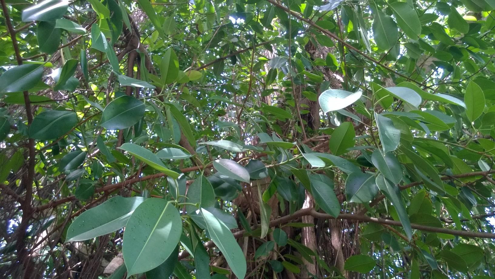Rubber Tree