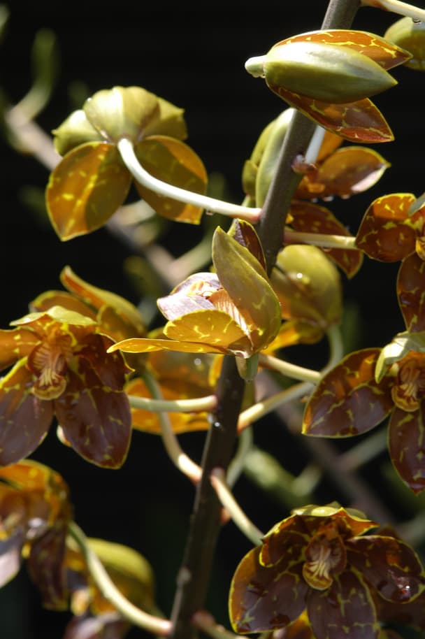 Tiger Orchid