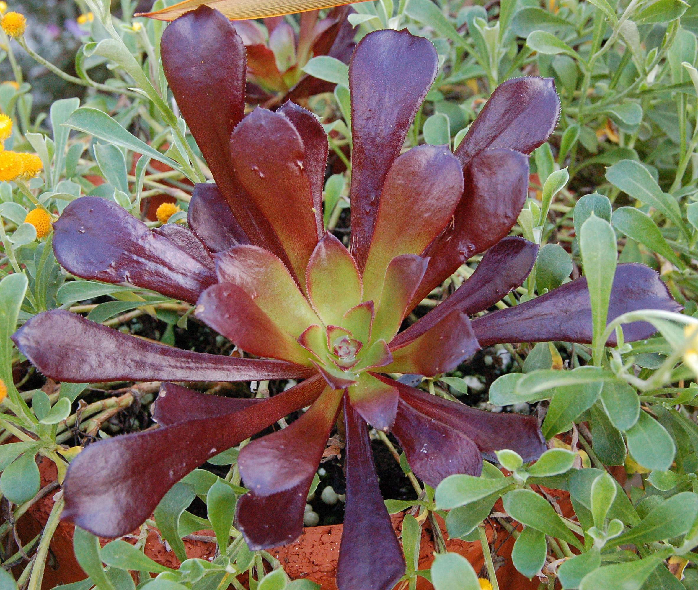 Tree Aeonium
