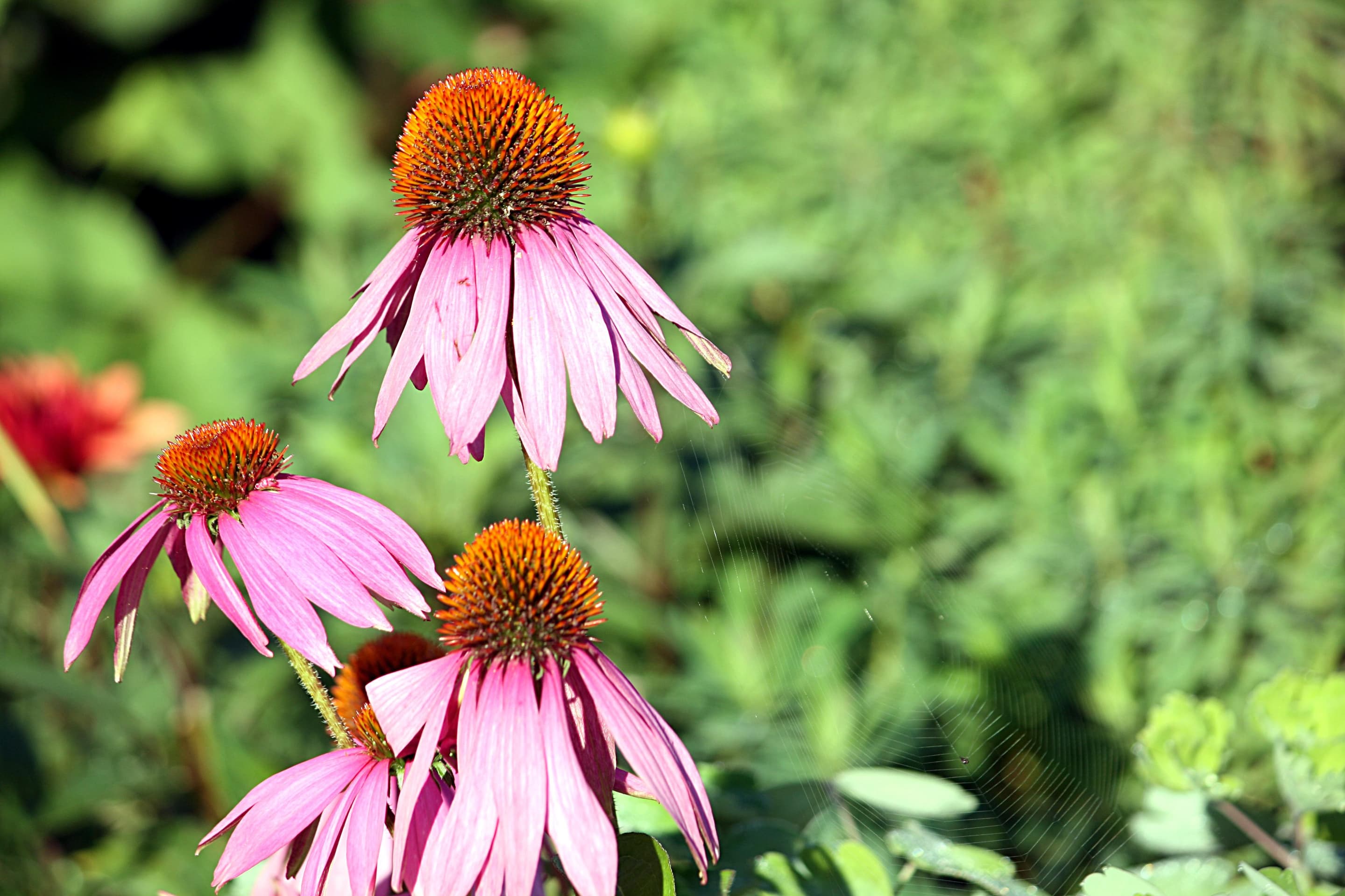 Purple Coneflower
