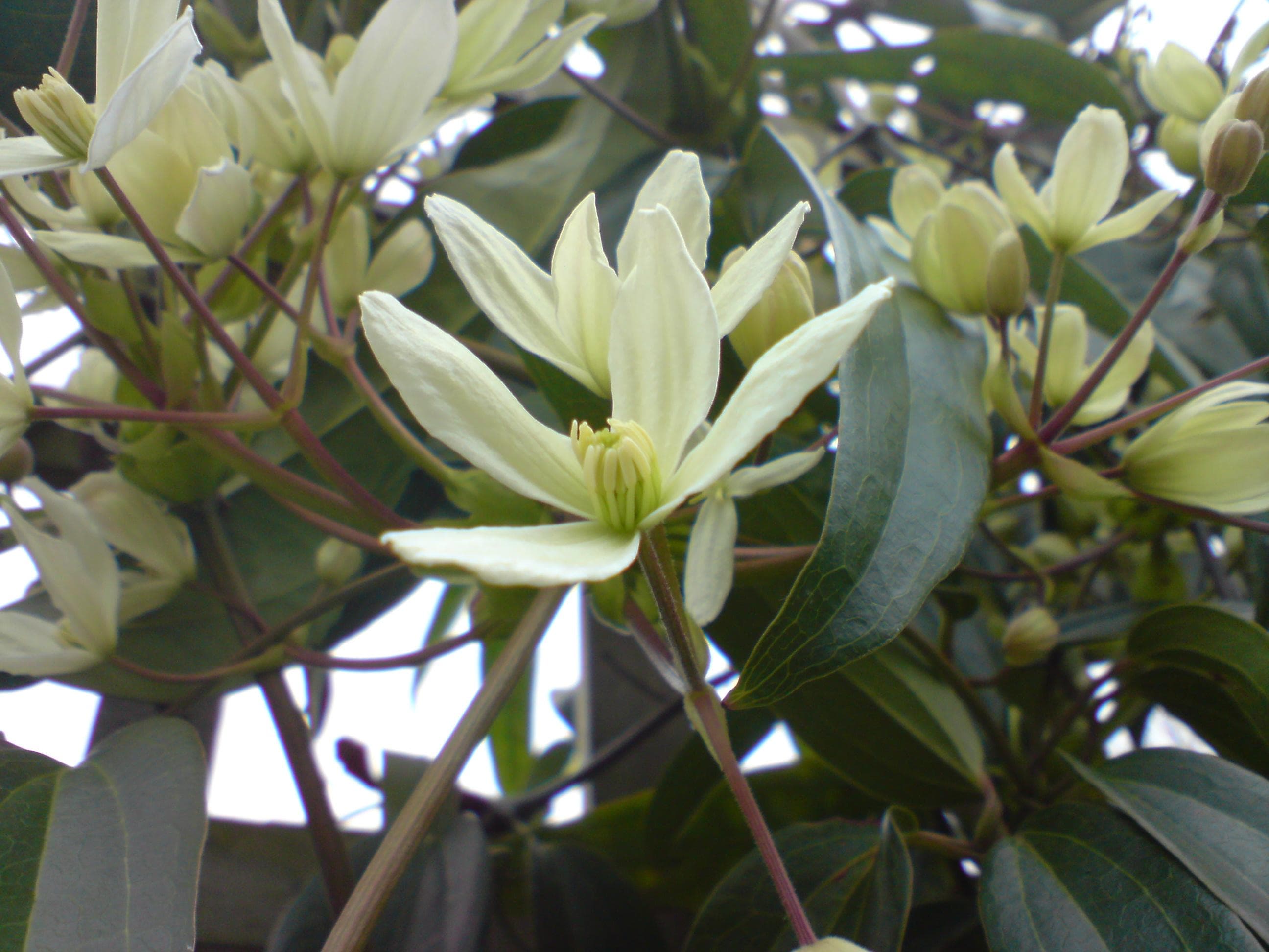 Evergreen Clematis