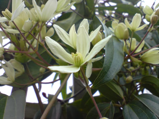 Evergreen Clematis