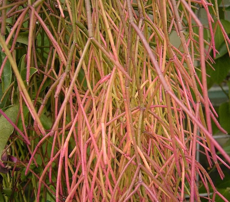 Rhipsalis burchellii