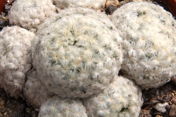 Feather Cactus