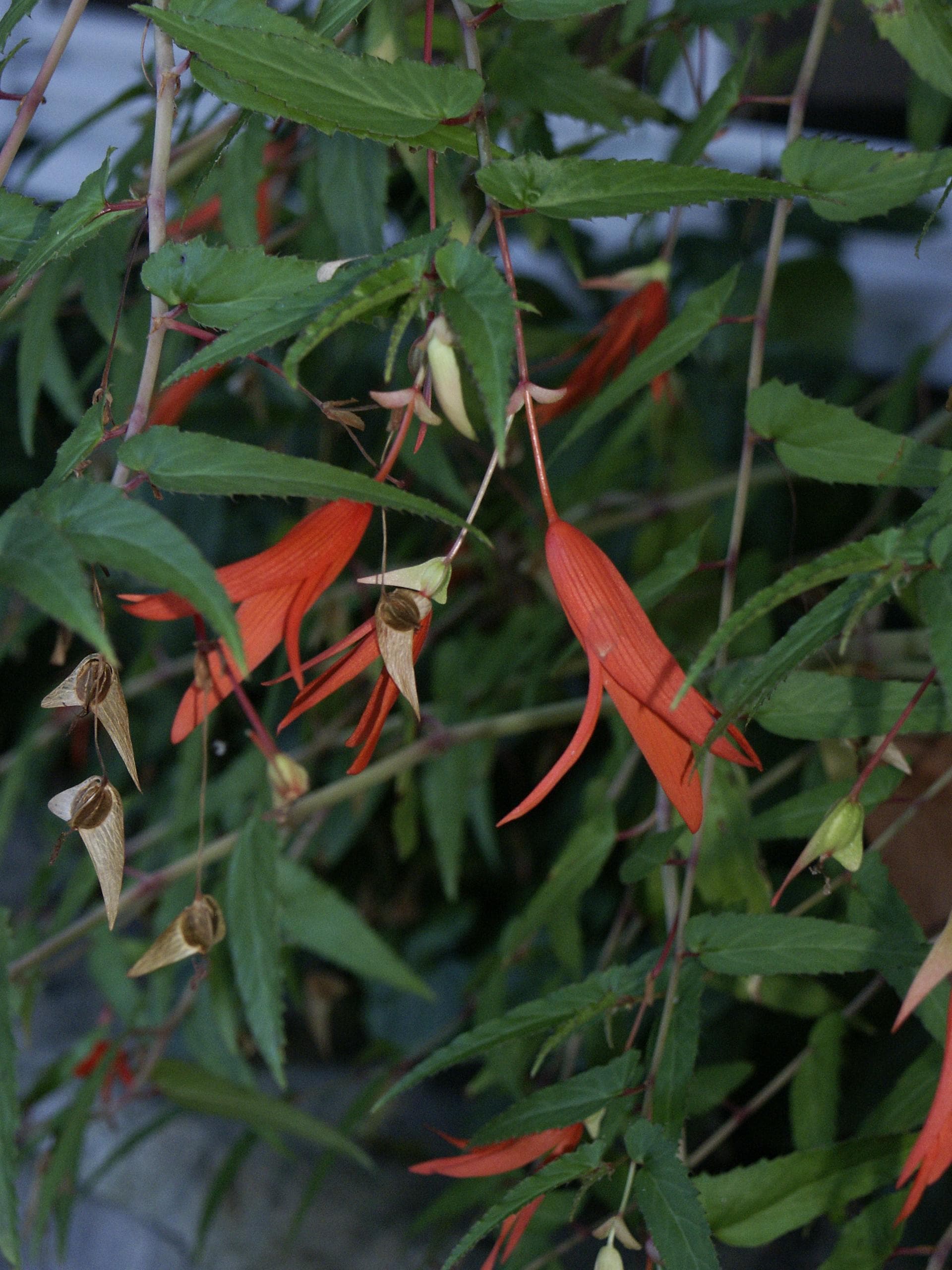 Bolivian begonia