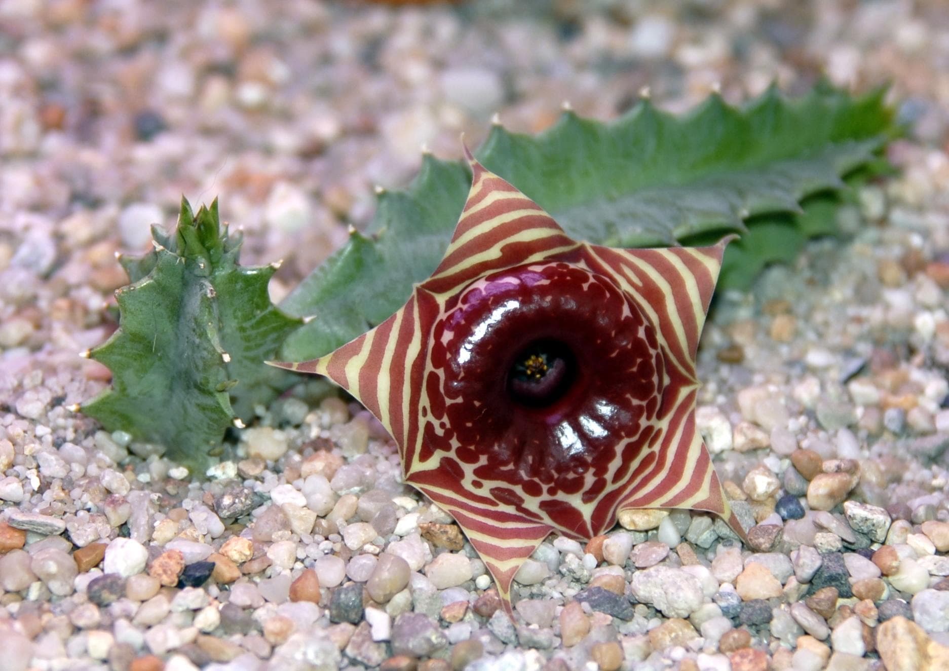 Lifesaver Plant