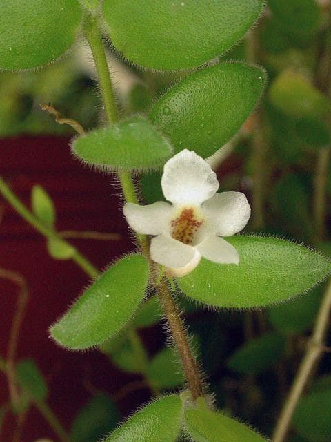 Codonanthe devosiana