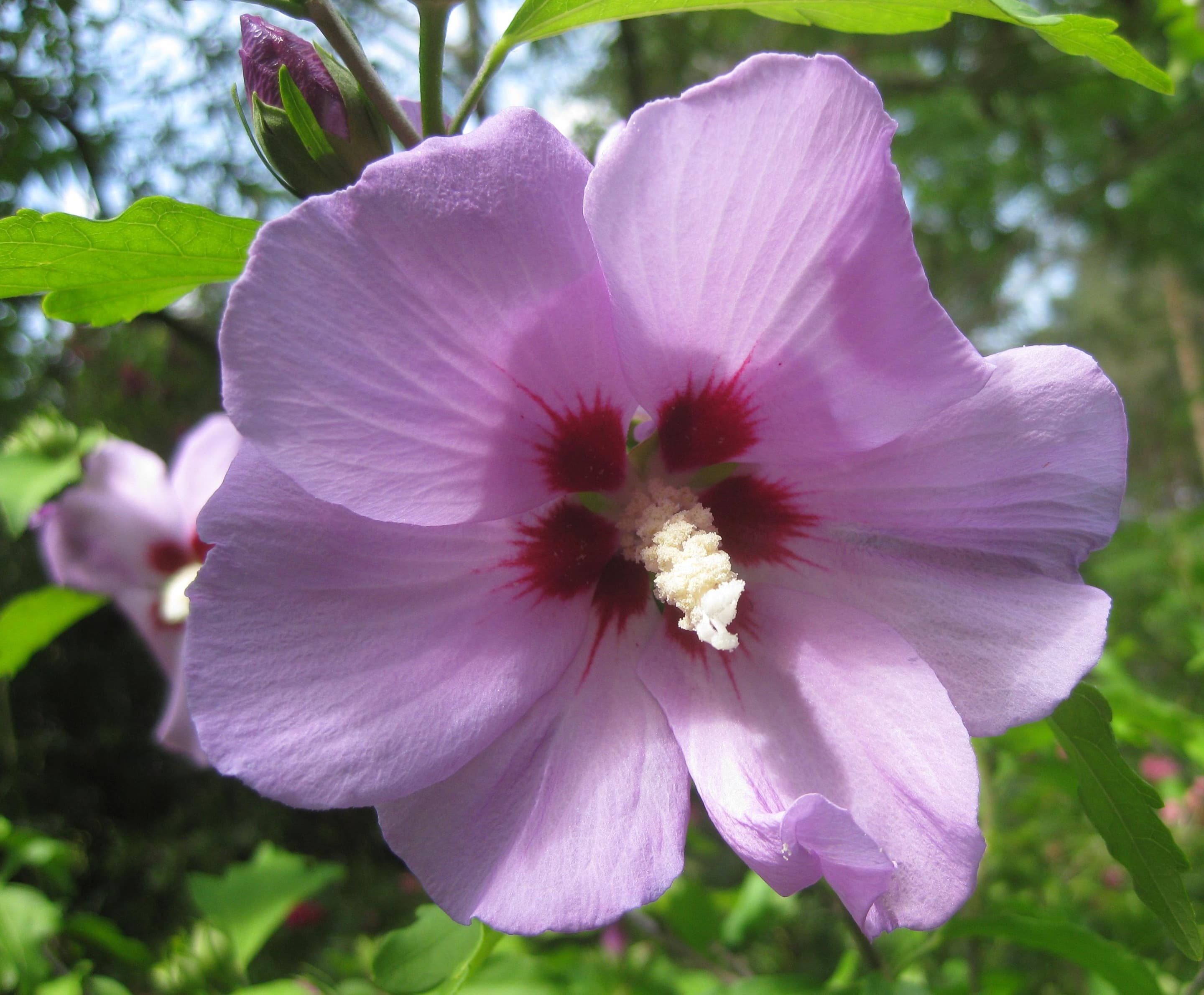 Rose of Sharon