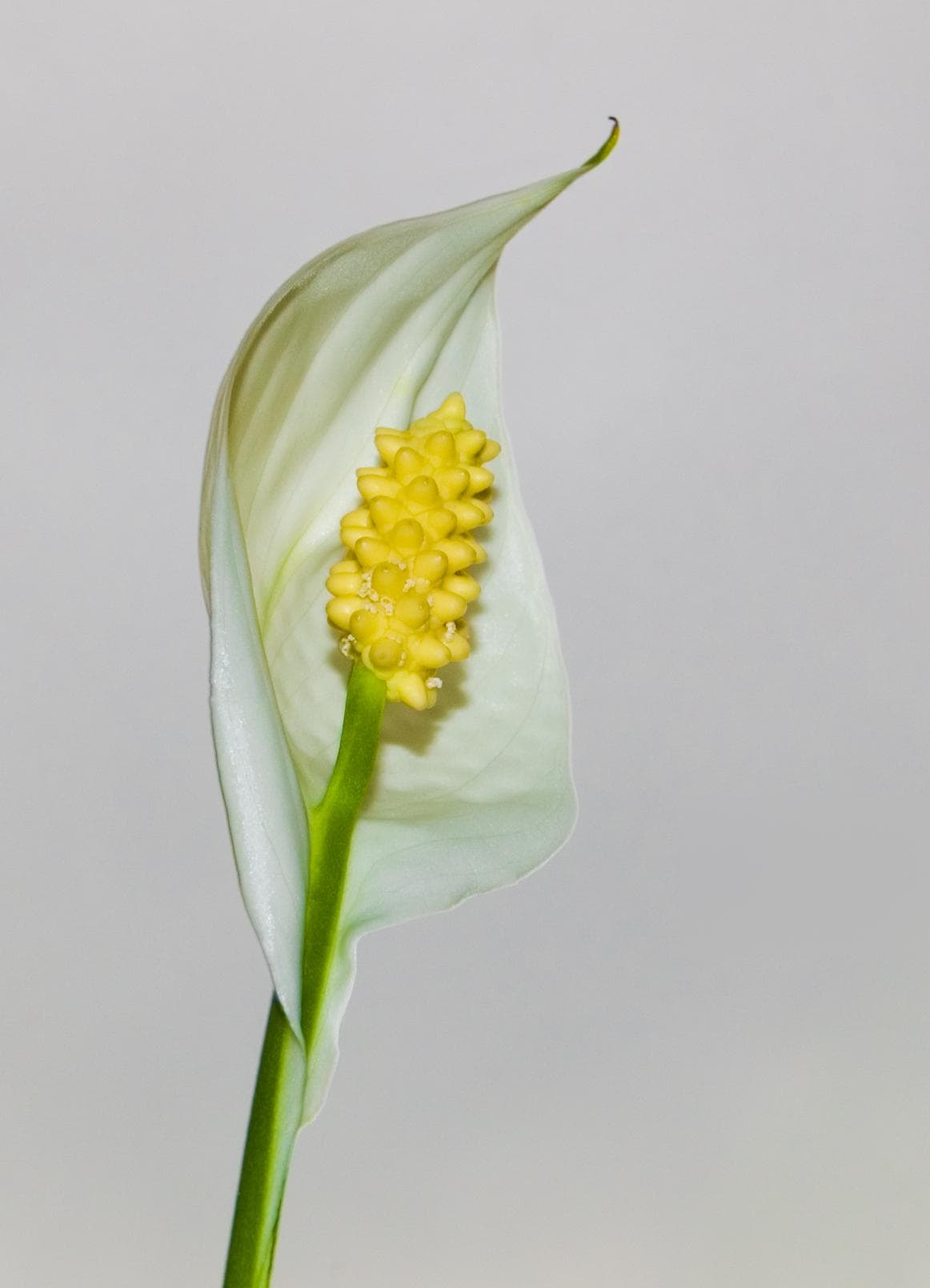 Peace Lily