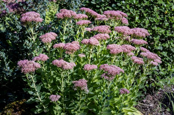 Orpine