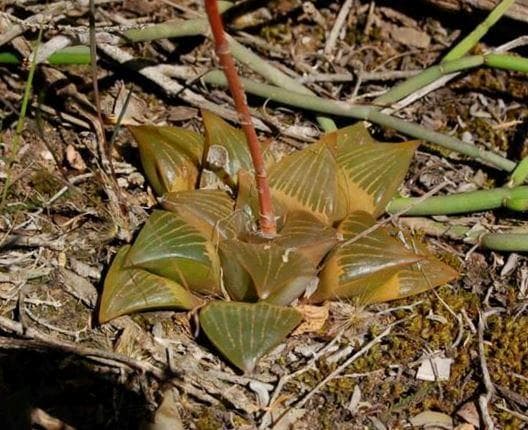 Ruens Haworthia