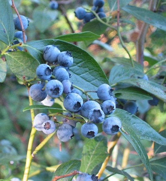 Highbush blueberry