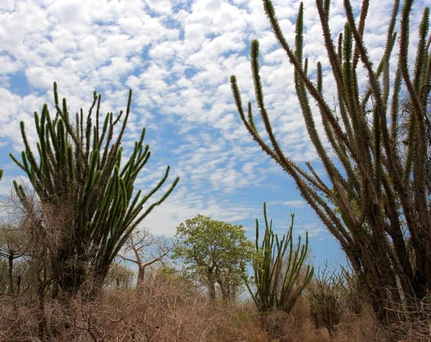Madagascar Ocotillo