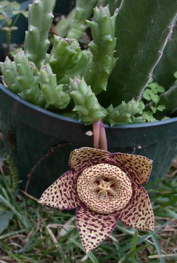Carrion-flower