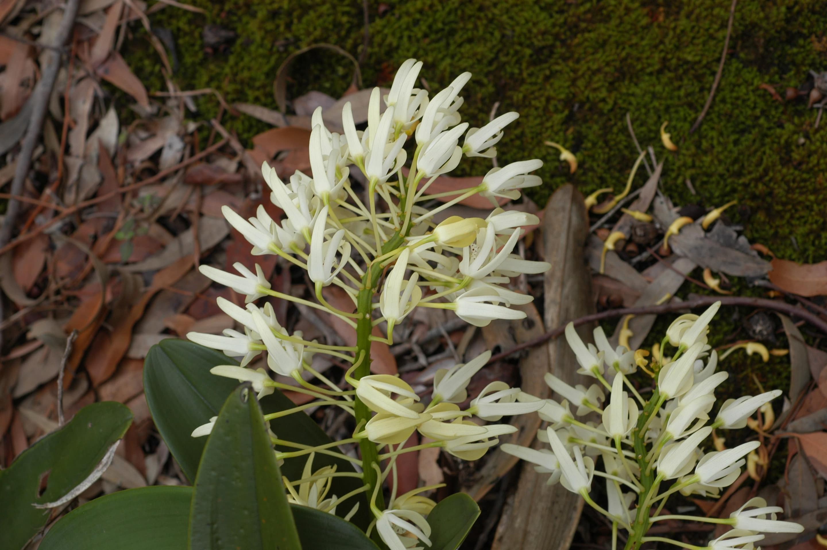 Rock orchid