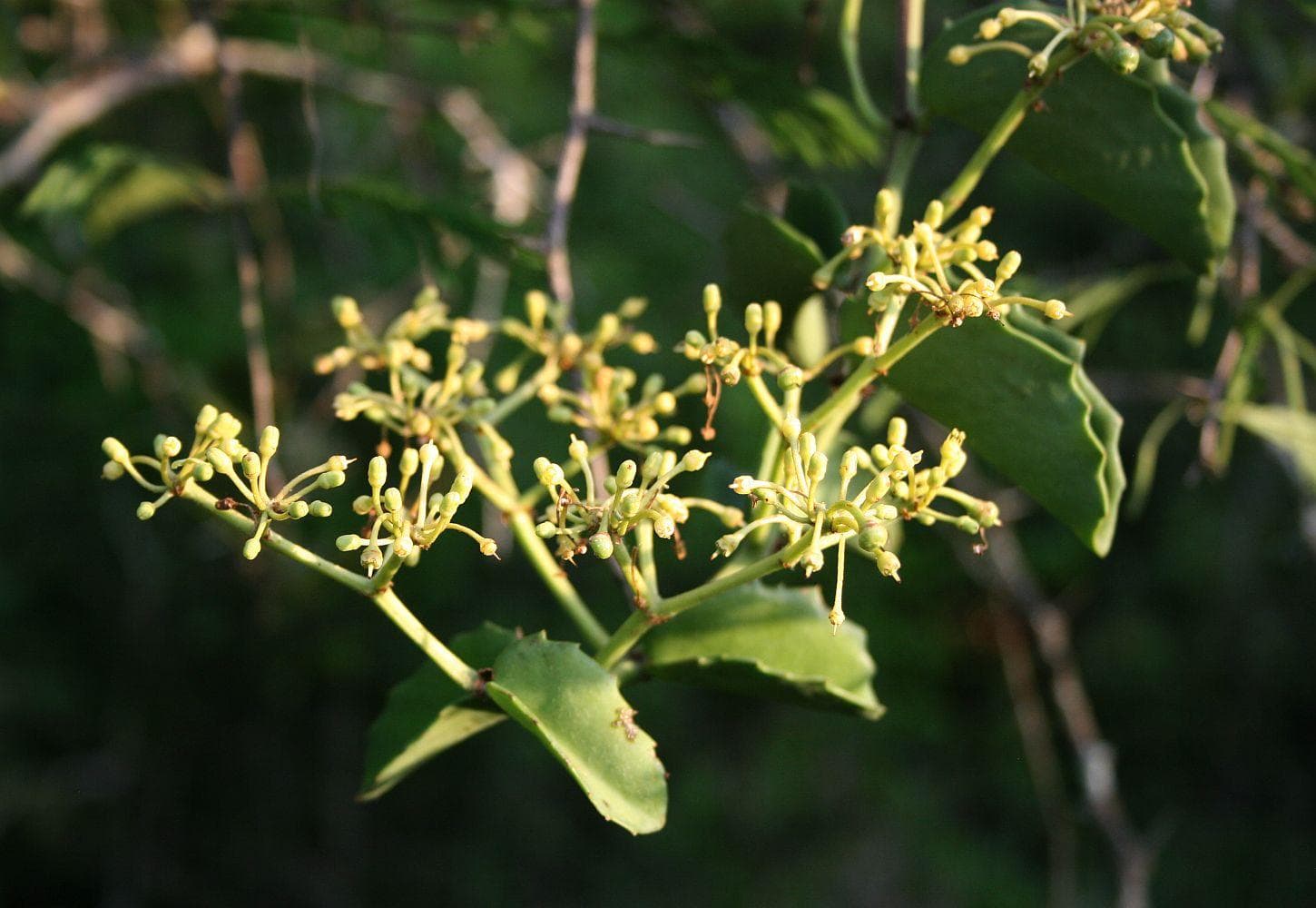 Venezuelan treebine