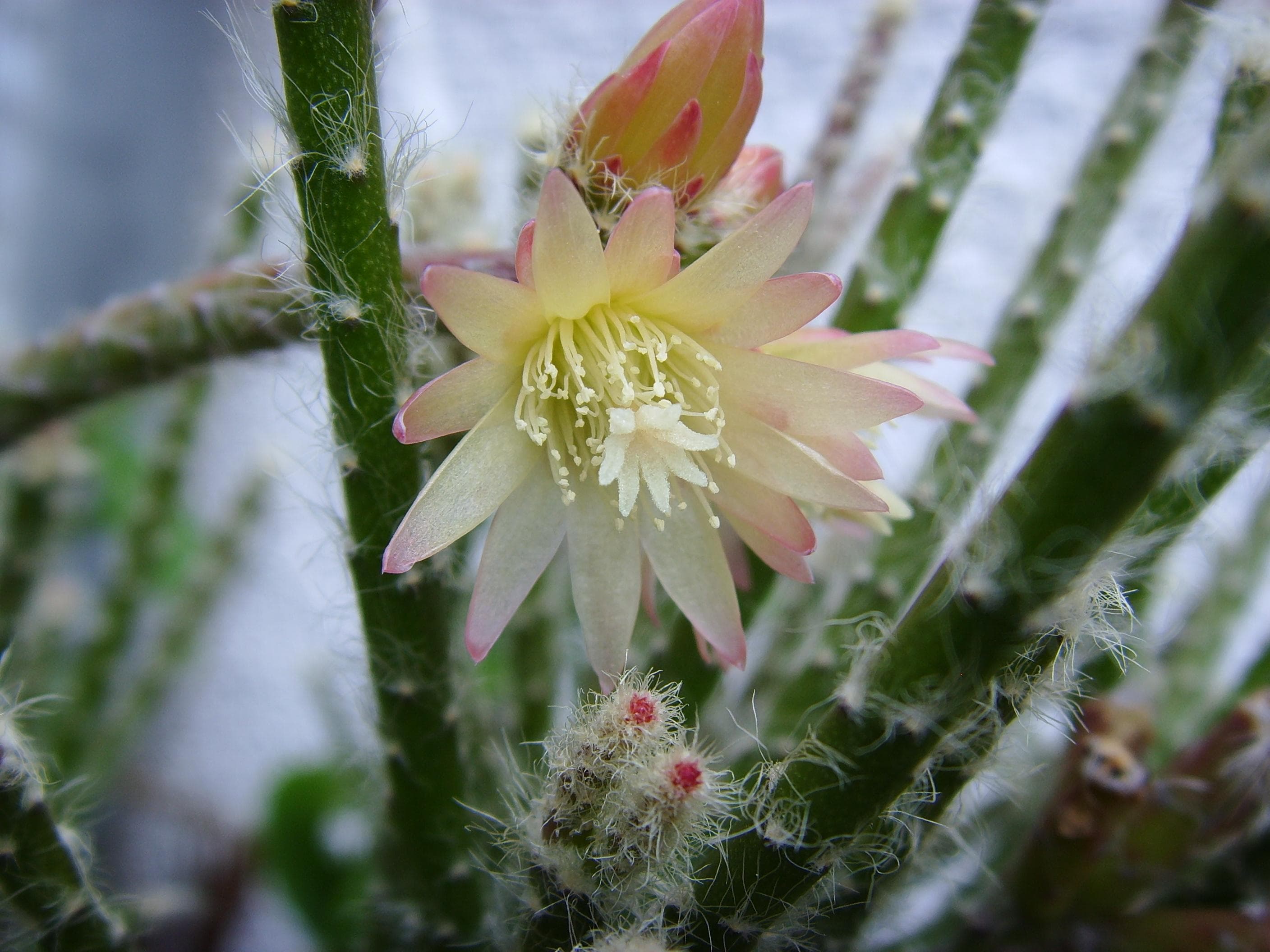 Hairy Stemmed Rhipsalis