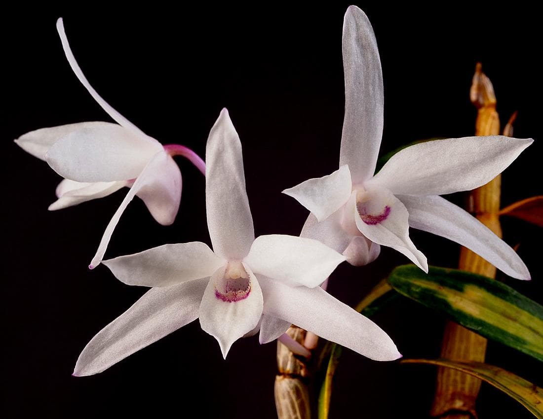 Japanese Stone Orchid