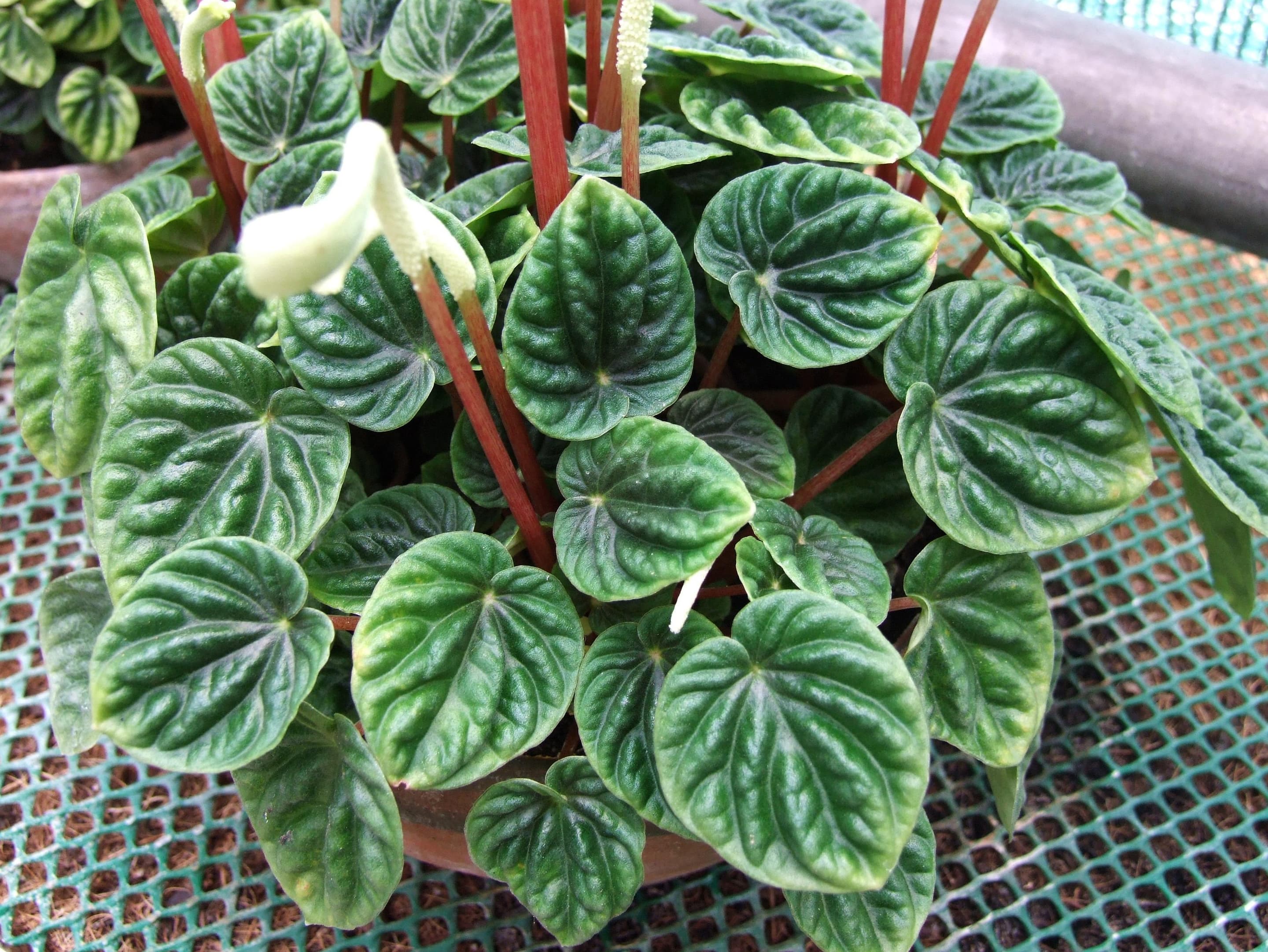 Emerald-Ripple Peperomia