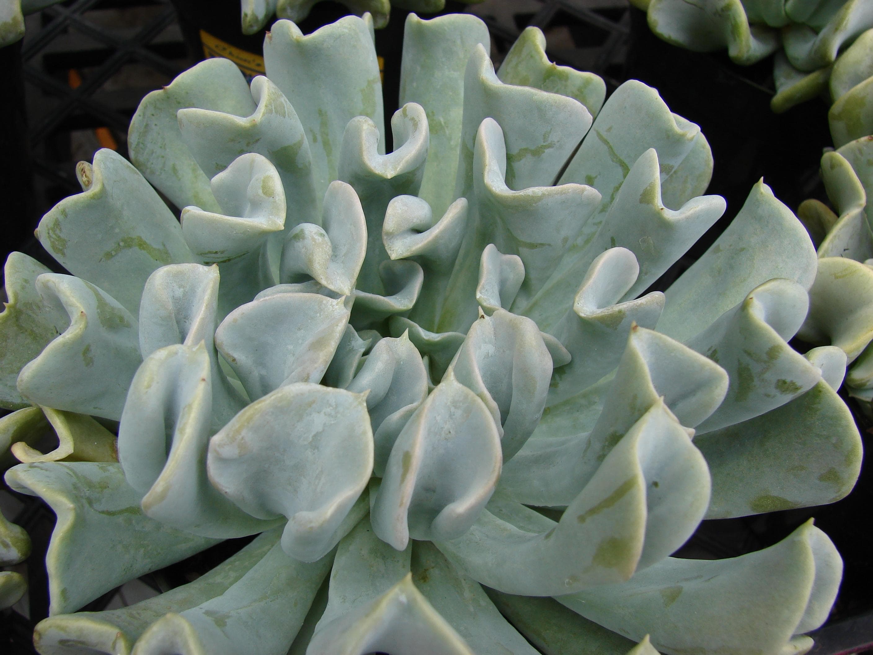Topsy Turvy