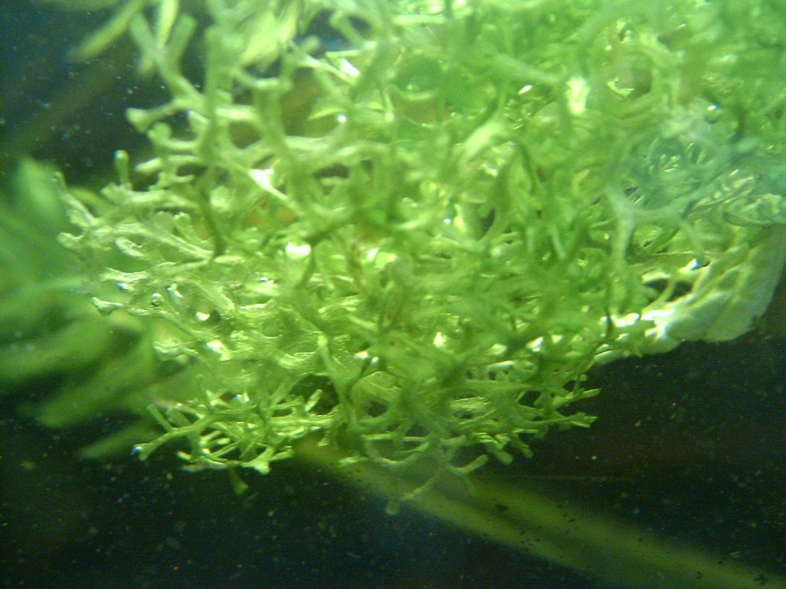 Сrystalwort