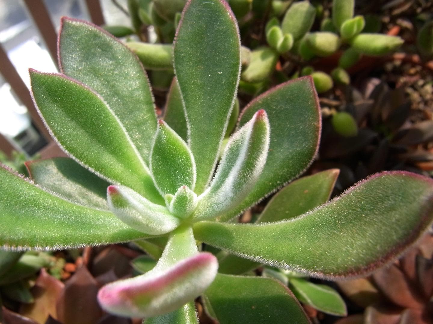 Red Echeveria