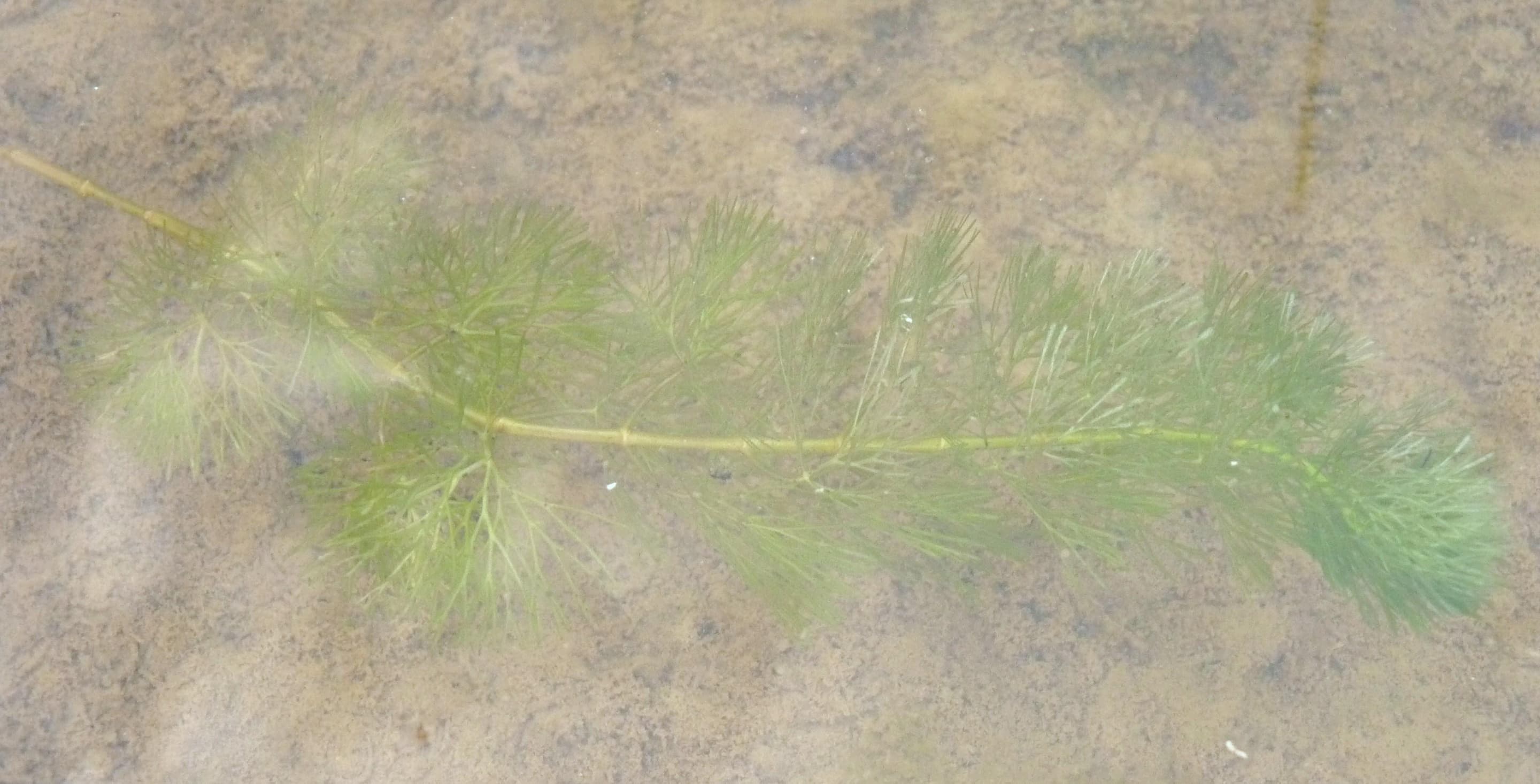 Carolina fanwort